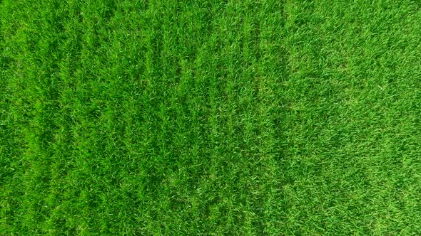 Field Overgrown with Green Grass. Green Background and Texture. Top View on the Shoots of Young