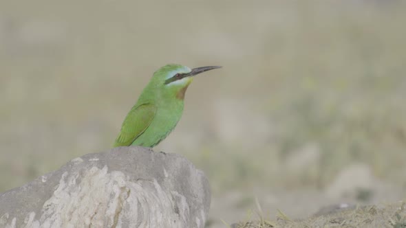 Bee-eater Looking Around