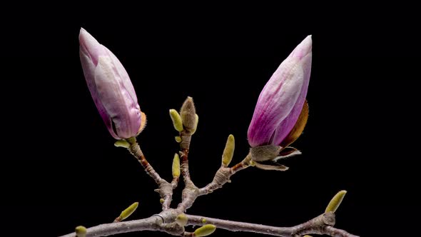 Time Lapse of Flowering Magnolia alt