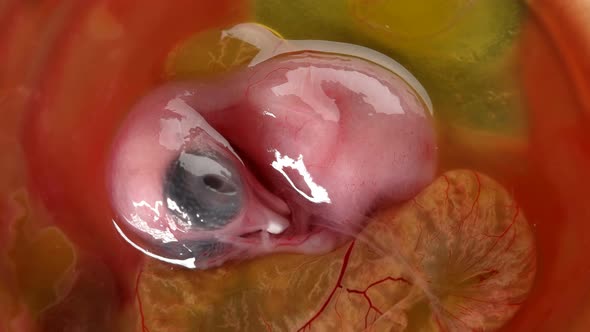 Ten-day Quail Embryo Already Well Formed alt