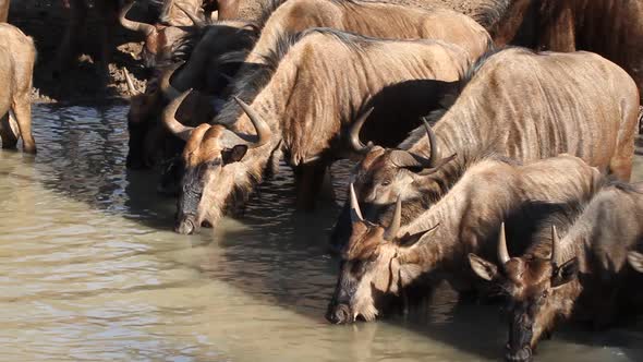 Blue Wildebeest Drinking At A Waterhole