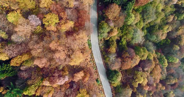 Overhead Aerial Top View Following Over Road in Colorful Countryside Autumn Forest alt