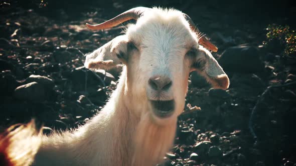 Goat eating Grass and Looking at Camera. alt