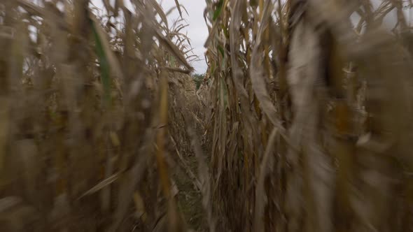 video of a scared man trying to get out of a corn field.