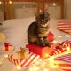 Kitten Sitting on Red Gift Box on White Blanket - VideoHive Item for Sale