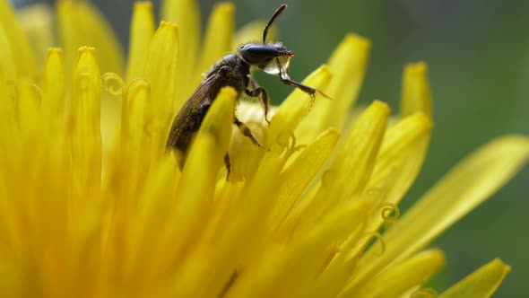 Bumblebee Drinking Water On Petals Of Dandelion Flower.  - macro, slow motion alt