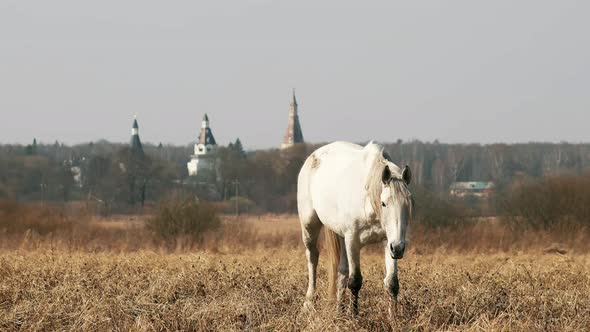 A Grazing Horse in a Pasture