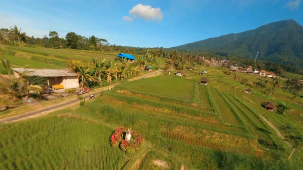 FPV Drone view over tropical nature rice fields alt