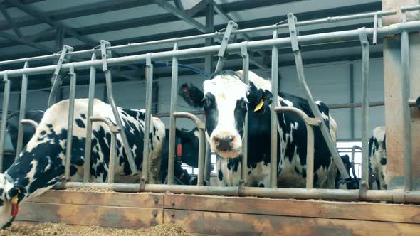 Chipped Cow is Chewing and Looking at the Camera alt