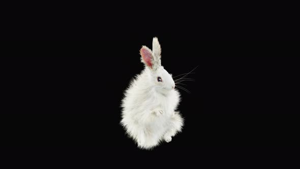 Rabbit Dancing 4K alt