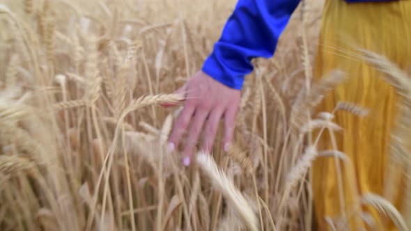 Beautiful Ukrainian Woman Wearing Dress in Ukrainian National Flag Colours Blue and Yellow at Wheat alt