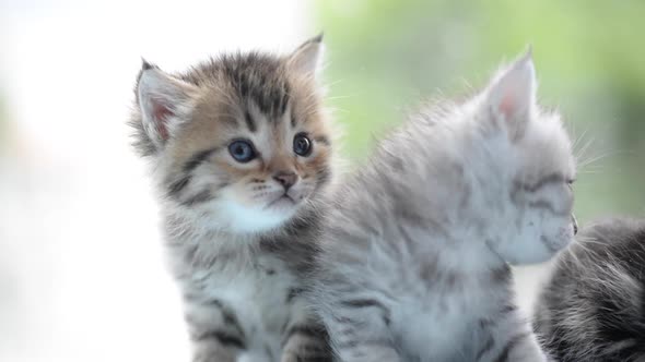 Cute Tabby Kittens Looking alt