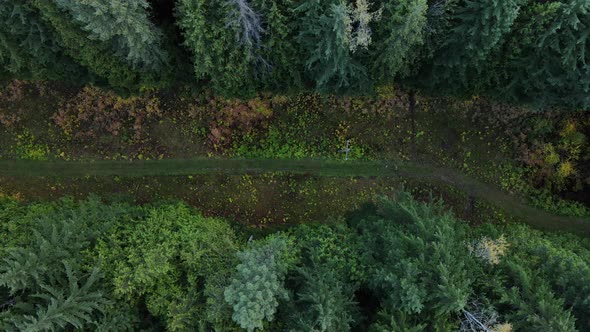 Furrow through thick boreal forest with power lines from above. Top down aerial view in 4k. Drone fo alt