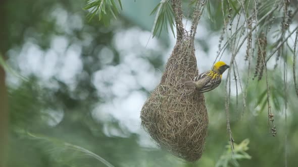 Beautiful Male Baya Weaver bird sitting on his nest to court mates slow motion alt