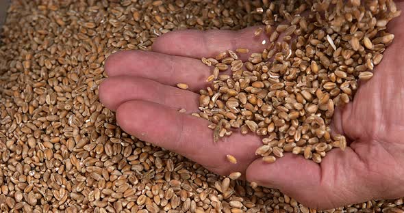 Wheat, triticum sp. falling indo Hand, Slow motion 4k alt