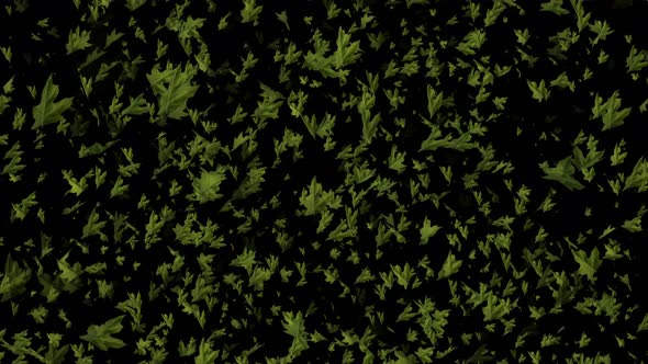 Many green leaves on a black background animation