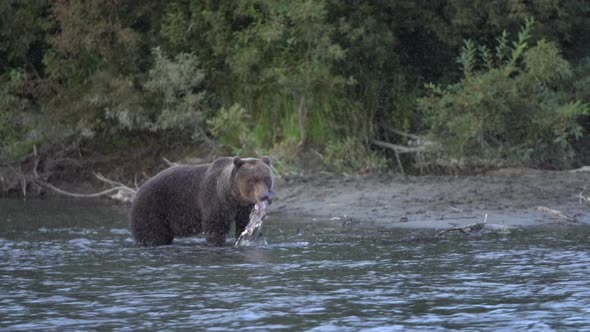 Hungry Brown Bear Fishing Red Salmon Fish