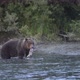Hungry Brown Bear Fishing Red Salmon Fish - VideoHive Item for Sale