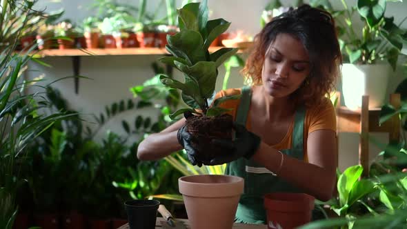 Woman Gardener Transplants and Cares for Green Plant at House Room Spbd alt