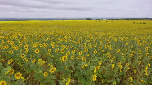 AERO VIDEO Sunflower Sun Summer Season Plant Nature Plants on Earth Energy Sources and Sky Sunflower