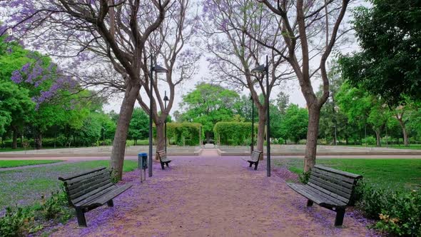 Beautiful Park with Blooming Purple Jacaranda