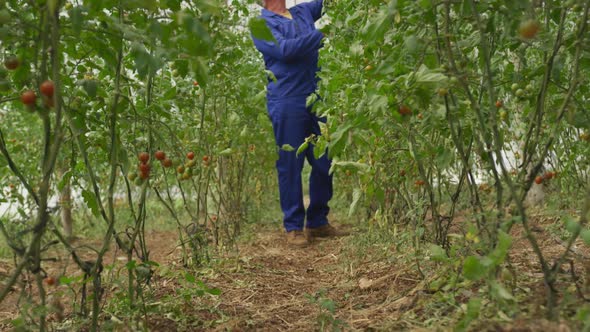 Mature man working on farm alt