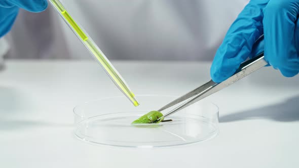 Medical Scientist Inspecting Microgreens Wearing Protective Unform Working in Laboratory alt