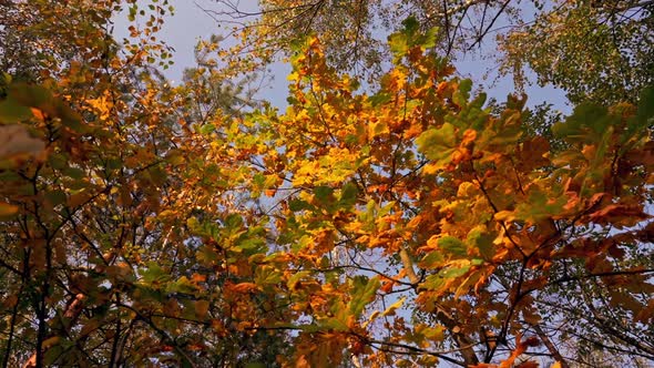 Fall in Mixed Forest Details alt