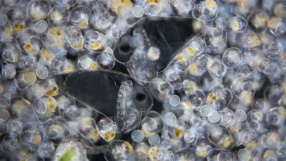 Colony of Rotifera Synchaeta Sp alt