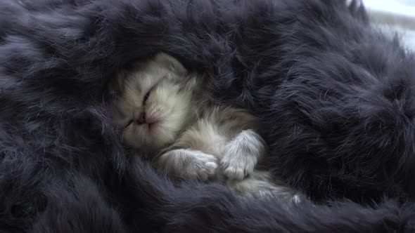 Cute Scottish Kitten Lying And Sleeping On Bed alt