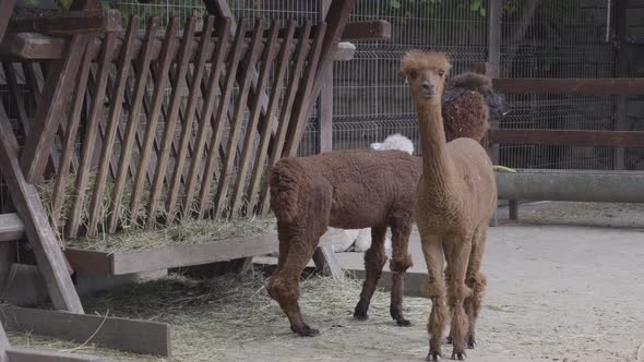 Alpacas at the Feeder in the Park