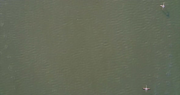 Aerial Panning of Flamingos Flying Over Salt Lake alt