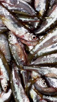 Many small little fish anchovy, tyulka, sprats, seafood background fresh raw food. alt