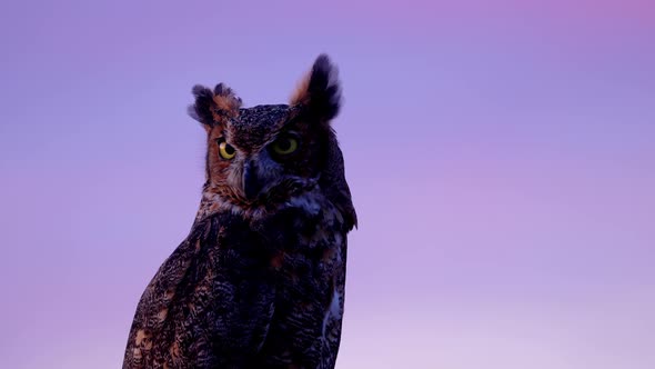 Portrait of a perched Great Horned Owl alt
