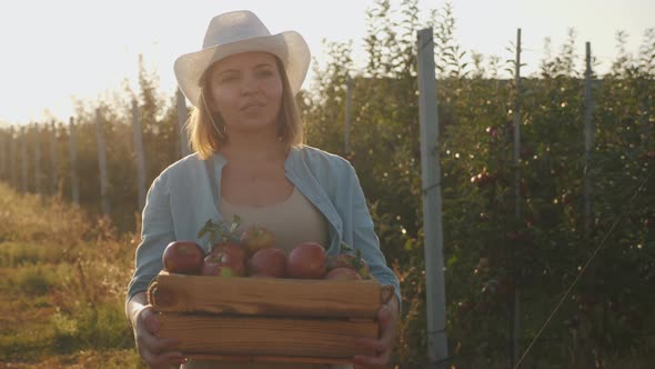A Woman Farmer Carries a Full Crate with Ripe Red Apples
