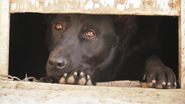 Sad tied outbred dog looks out of the booth of the shadows. Animal protection concept alt