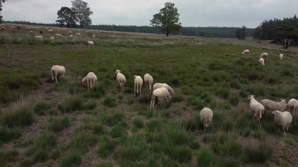 Sheep grazing at national park the Veluwe in the Netherlands, Aerial alt