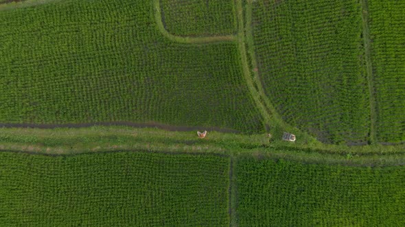 Aerial Shot of a Woman Meditating on a Marvelous Rice Field During Sunrise-sunset alt