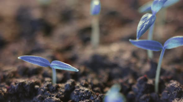 Futuristic background, blue plants growing, germination process