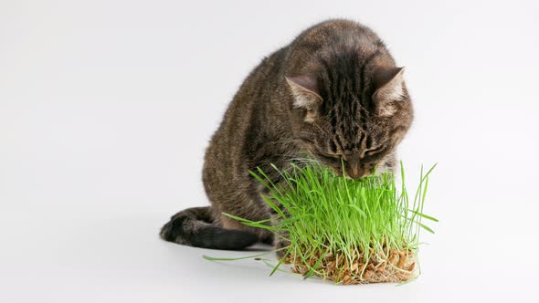 Tabby Cat Eats Green Oat Grass Sprouts on White Background alt