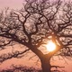 Tracked Sun Video Ant the Oak Tree - VideoHive Item for Sale