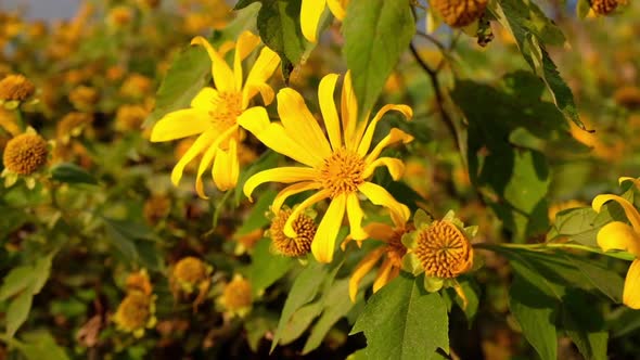 Slow motion of Mexican sunflower in the park