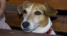Jack Russell Terrier