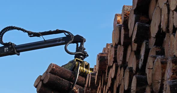 Stacked wood. The Landes forest, Nouvelle Aquitaine, France. alt