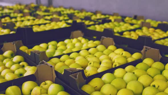 Many Boxes of Yellow Apples