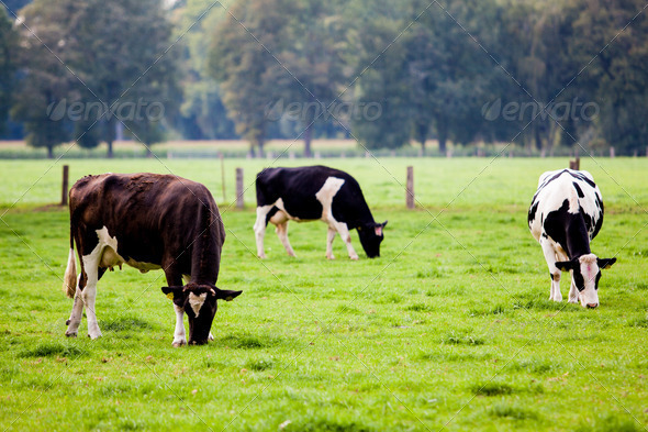 cows on meadow - Stock Photo - Images