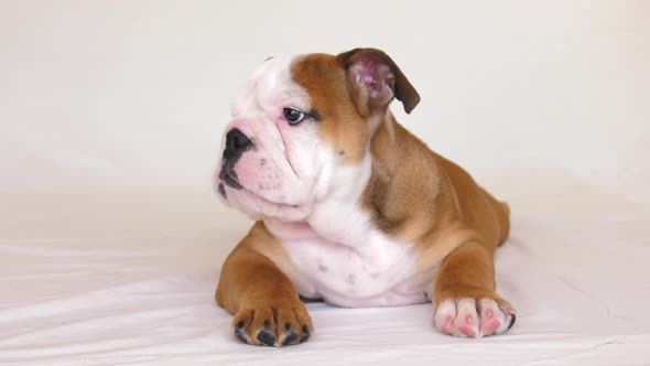 bulldog puppy laying down on white bed sheet 4k alt
