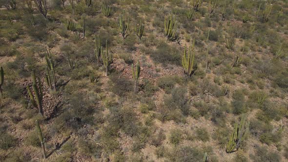 Cactus Landscape in Baja California Mexico