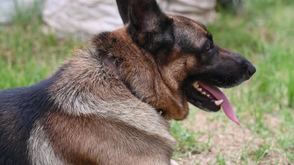 Close Up Shot of Panting German Shepherd Dog Seen Outside