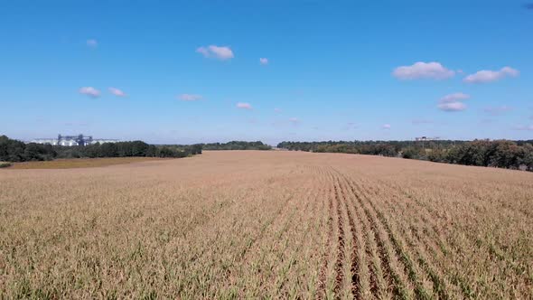 Cornfield. The Field on the Background of the Grain Elevator. View From the Top, Rows of Corn Shoots